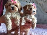 Teacup Mini Maltipoo Yavrularımız