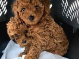 Veteri̇ner Kontrollü Poodle Bebekler