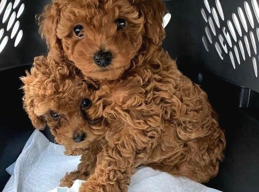 Veteri̇ner Kontrollü Poodle Bebekler görsel