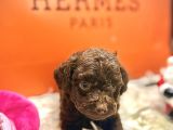 Gerçek Chocolate Brown Kore Poodle Nadi̇r