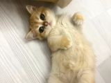 Orijinal British Shorthair Golden