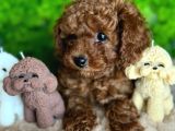 CANLI GÖRÜP ALABİLECEĞİNİZ POODLE BEBEKLER