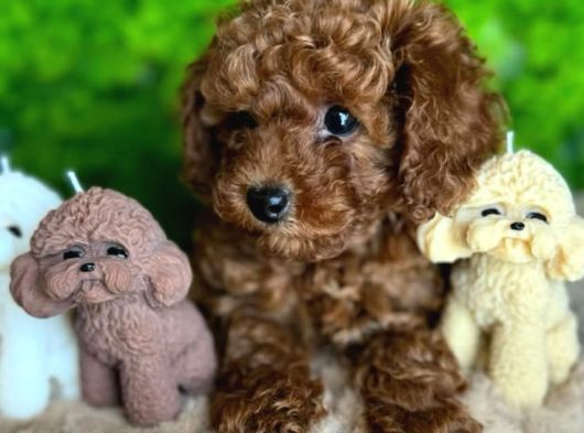 Canli Görüp Alabi̇leceği̇ni̇z Poodle Bebekler