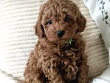 VETERİNER KONTROLLÜ POODLE BEBEKLER