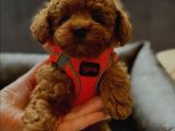 Bakanlık Onaylı Üretim Çiftliğinden Red Poodle Yavrular