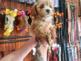 Mükemmel Kalitede Maltipoo Bebeklerimiz Için Acele Edin