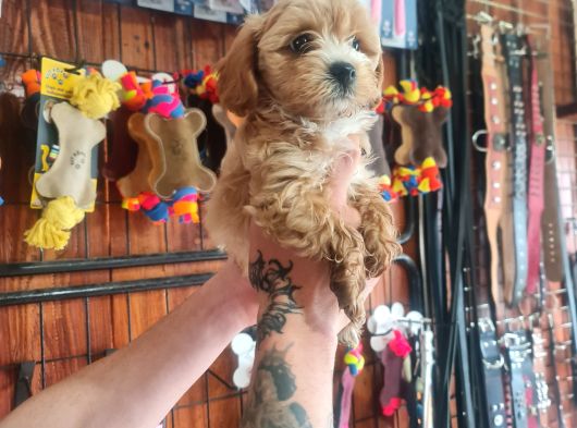Mükemmel Kalitede Maltipoo Bebeklerimiz Için Acele Edin görsel