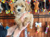 Mükemmel Kalitede Maltipoo Bebeklerimiz Için Acele Edin