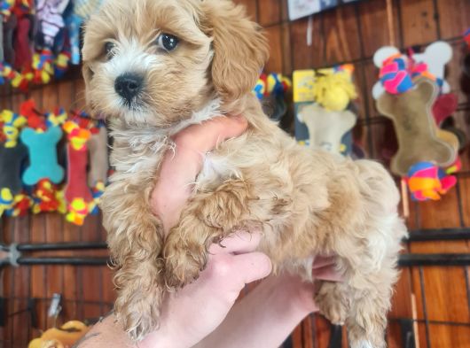 Mükemmel Kalitede Maltipoo Bebeklerimiz Için Acele Edin