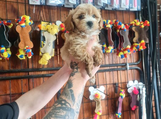 Mükemmel Kalitede Maltipoo Bebeklerimiz Için Acele Edin görsel