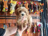 Mükemmel Kalitede Maltipoo Bebeklerimiz Için Acele Edin