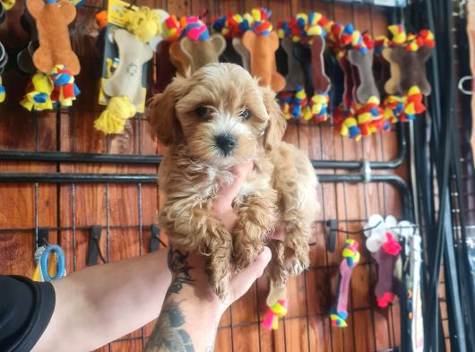 Mükemmel Kalitede Maltipoo Bebeklerimiz Için Acele Edin görsel