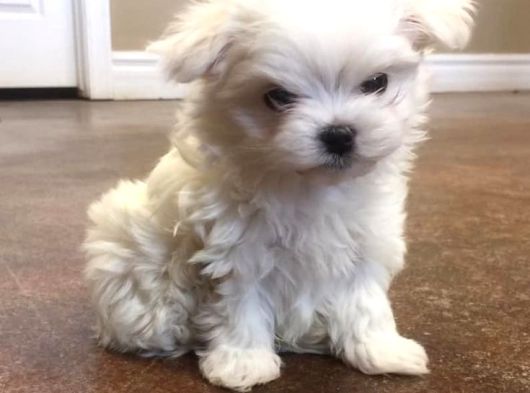 Mükemmel Güzelli̇kte Maltese Bebi̇şler görsel