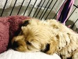 Son Malti̇poo Bebeği̇mi̇z