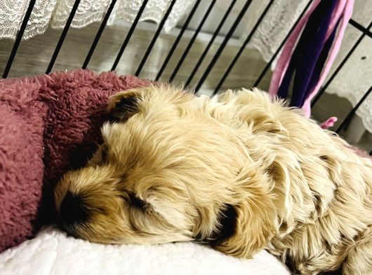 Son Malti̇poo Bebeği̇mi̇z görsel