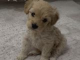 Son Malti̇poo Bebeği̇mi̇z