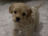 Son Malti̇poo Bebeği̇mi̇z
