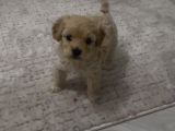 Son Malti̇poo Bebeği̇mi̇z