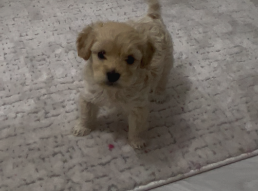 Son Malti̇poo Bebeği̇mi̇z görsel