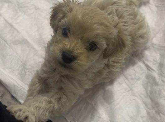 Son Malti̇poo Bebeği̇mi̇z