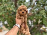 Kg Garantili Toy Poodle Yavruları