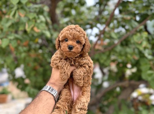 Kg Garantili Toy Poodle Yavruları görsel