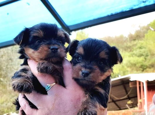 0 Yorkshire Terrier Yavruları Mama Ve Malzeme görsel
