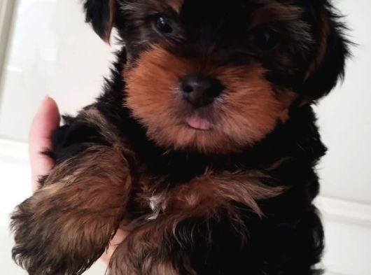 0 Yorkshire Terrier Yavruları Mama Ve Malzeme görsel
