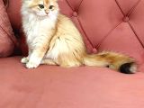Golden British Longhair Ny11