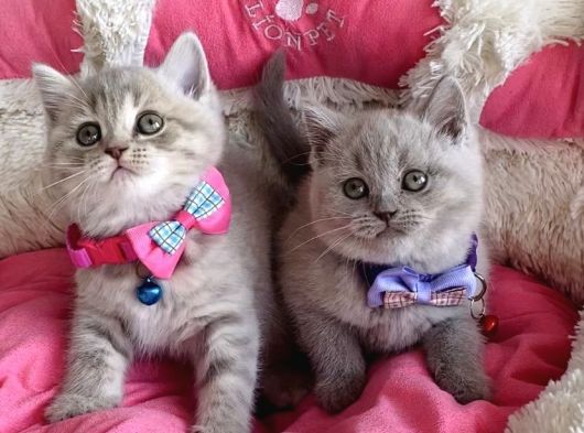 A Kalite Fawn British Shorthair Bebekleirm