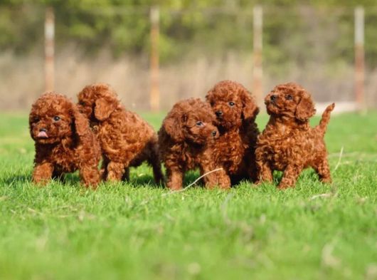 Irkının En Güzeli Toy Poodle Yavrular görsel