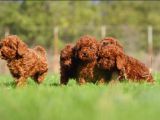 Irkının En Güzeli Toy Poodle Yavrular