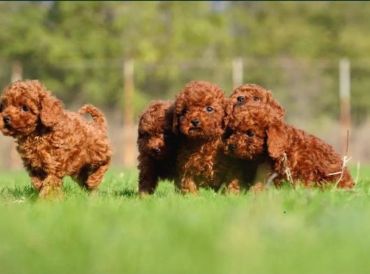 Irkının En Güzeli Toy Poodle Yavrular