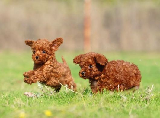Irkının En Güzeli Toy Poodle Yavrular görsel