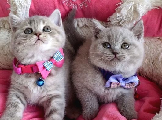 A Kalite Fawn British Shorthair Bebekleirm görsel