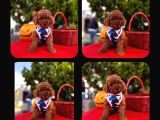 Red Brown Toy Poodle Yavrual