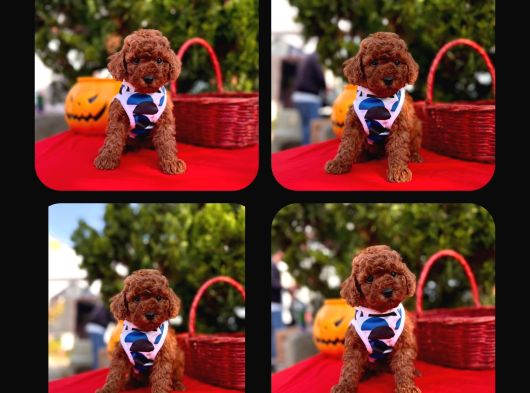 Red Brown Toy Poodle Yavrual görsel