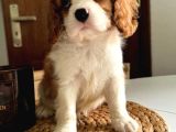 En Özel Cavalier King Charles Yavrular