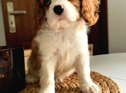 En Özel Cavalier King Charles Yavrular görsel