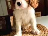 En Özel Cavalier King Charles Yavrular