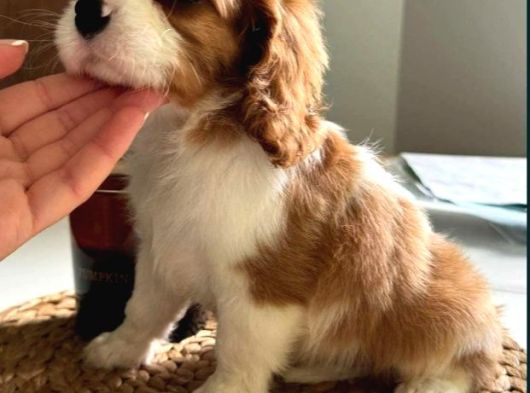 En Özel Cavalier King Charles Yavrular görsel