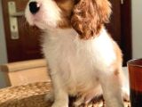 En Özel Cavalier King Charles Yavrular