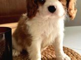 En Özel Cavalier King Charles Yavrular