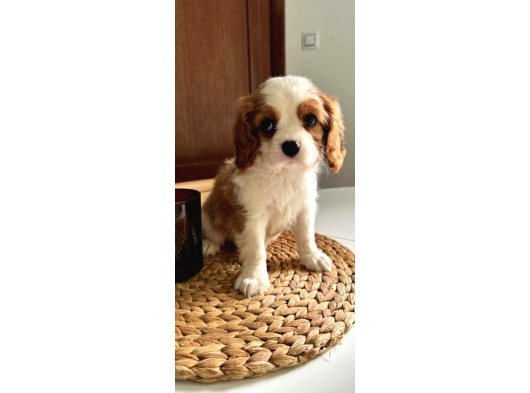 En Özel Cavalier King Charles Yavrular görsel