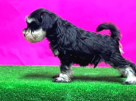 Tek resmi üreticiden minyatür schnauzer yavrular