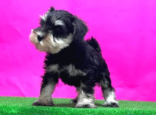 Tek Resmi Üreticiden Minyatür Schnauzer Yavrular görsel