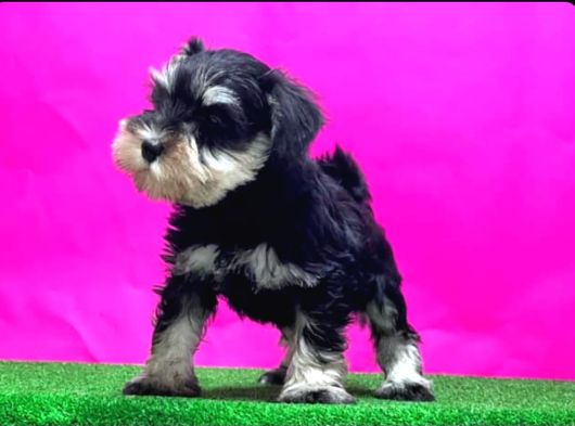 Tek Resmi Üreticiden Minyatür Schnauzer Yavrular görsel