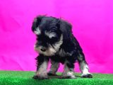 Tek Resmi Üreticiden Minyatür Schnauzer Yavrular