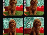 Red Brown Toy Poodle Yavrual
