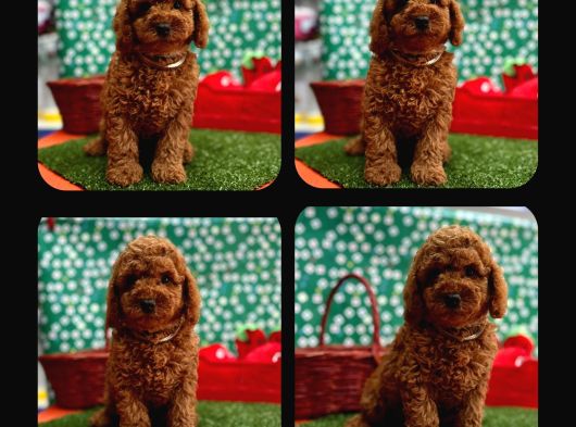 Red Brown Toy Poodle Yavrual görsel